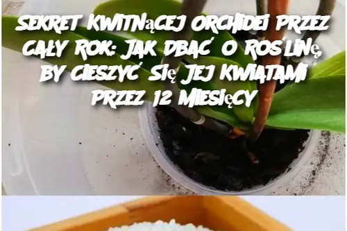 Sekret Kwitnącej Orchidei Przez Cały Rok