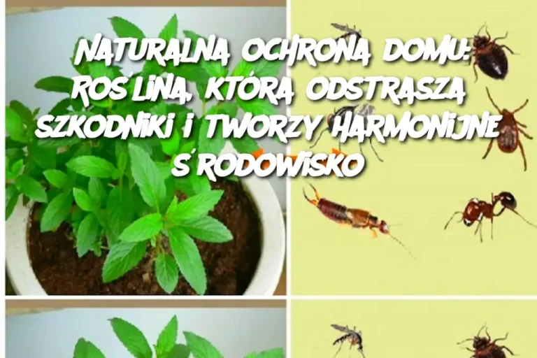 Naturalna ochrona domu: Roślina, która odstrasza szkodniki i tworzy harmonijne środowisko