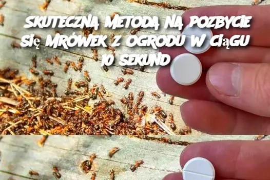 Skuteczna metoda na pozbycie się mrówek z ogrodu w ciągu 10 sekund