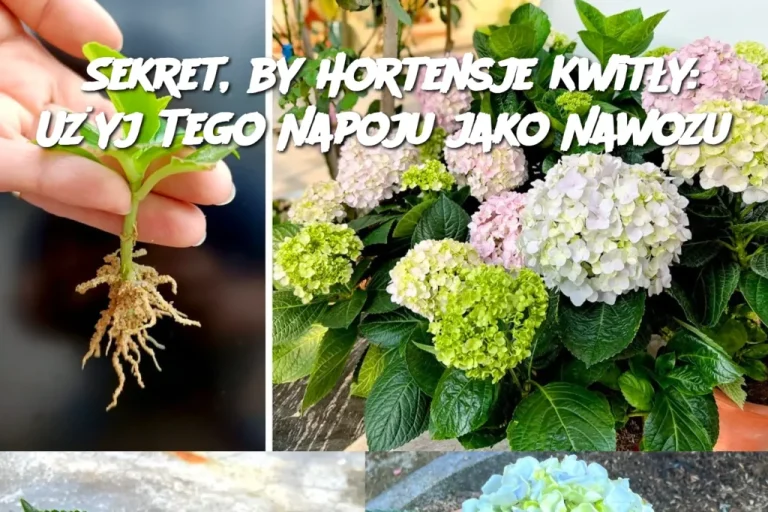 Sekret, by Hortensje Kwitły: Użyj Tego Napoju jako Nawozu