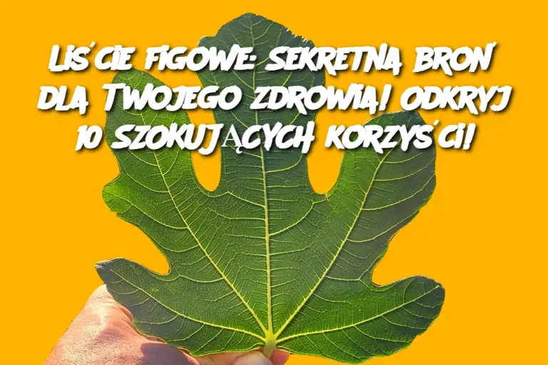 Liście figowe: Sekretna broń dla Twojego zdrowia! Odkryj 10 SZOKUJĄCYCH korzyści!