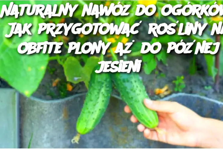 Naturalny nawóz do ogórków: Jak przygotować rośliny na obfite plony aż do późnej jesieni