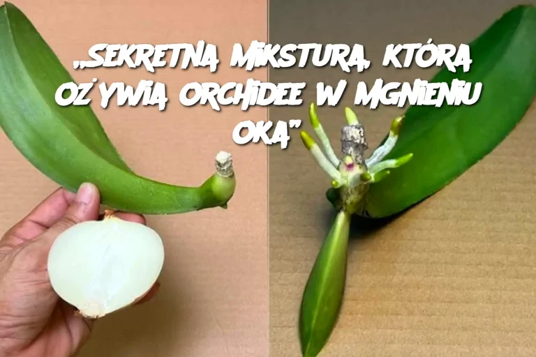 „Sekretna mikstura, która ożywia orchidee w mgnieniu oka”