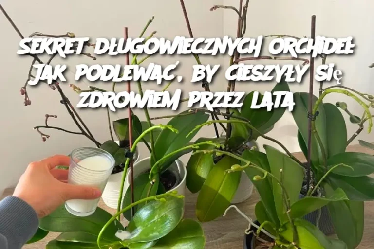 Sekret długowiecznych orchidei: Jak podlewać, by cieszyły się zdrowiem przez lata