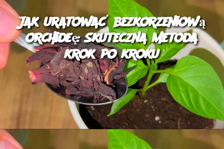 Jak uratować bezkorzeniową orchideę: Skuteczna metoda krok po kroku