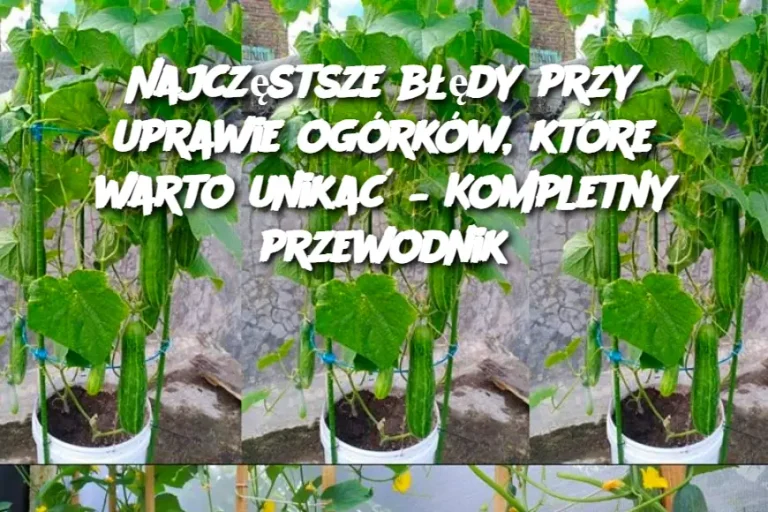 Najczęstsze błędy przy uprawie ogórków, które warto unikać – Kompletny przewodnik