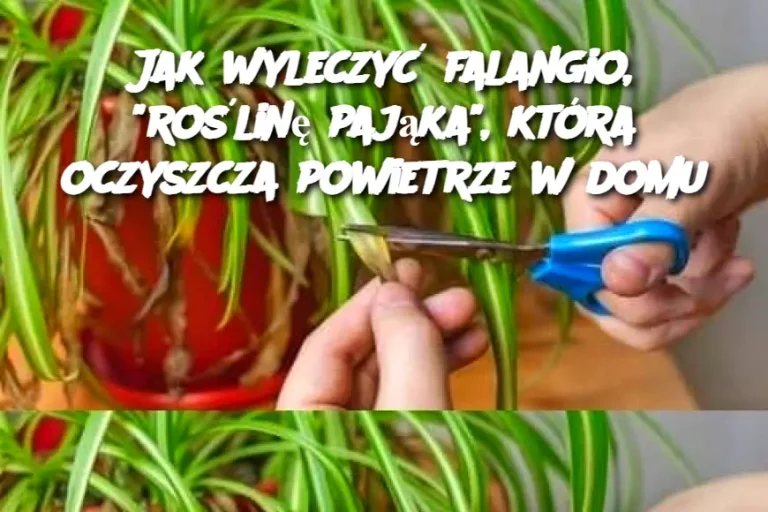 Jak wyleczyć falangio, "roślinę pająka", która oczyszcza powietrze w domu