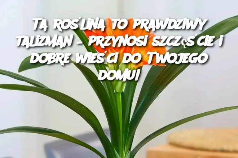 Ta roślina to prawdziwy talizman – przynosi szczęście i dobre wieści do Twojego domu!