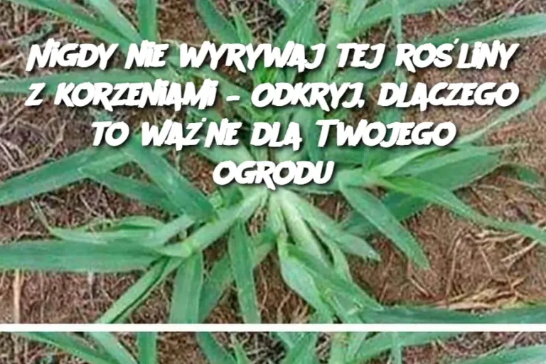 Nigdy nie wyrywaj tej rośliny z korzeniami – Odkryj, dlaczego to ważne dla Twojego ogrodu