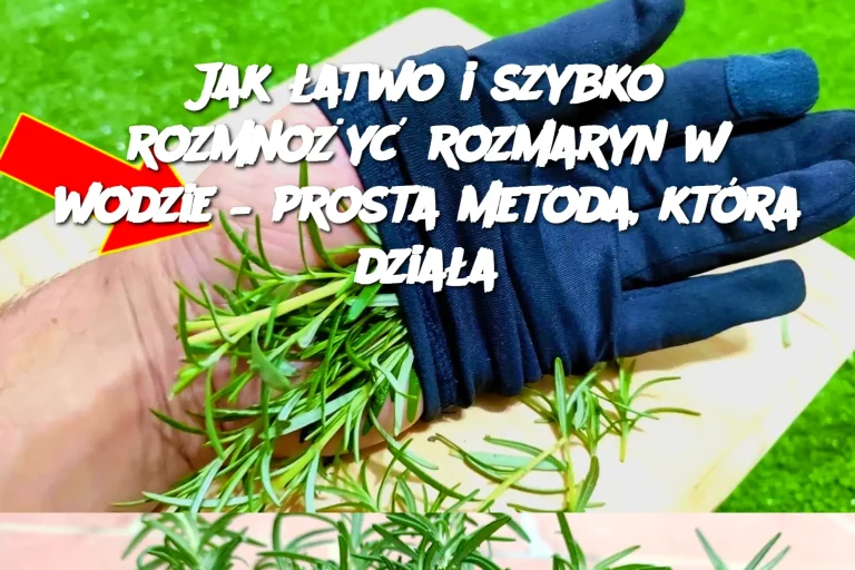 Jak łatwo i szybko rozmnożyć rozmaryn w wodzie – prosta metoda, która działa