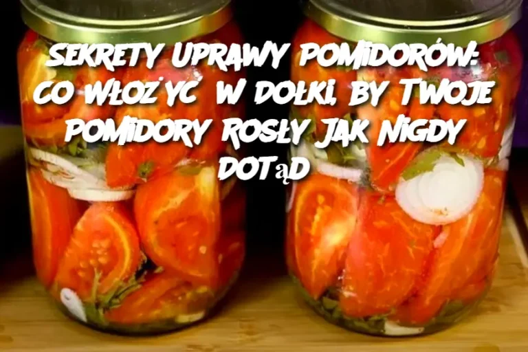 Sekrety Uprawy Pomidorów: Co Włożyć w Dołki, by Twoje Pomidory Rosły Jak Nigdy Dotąd