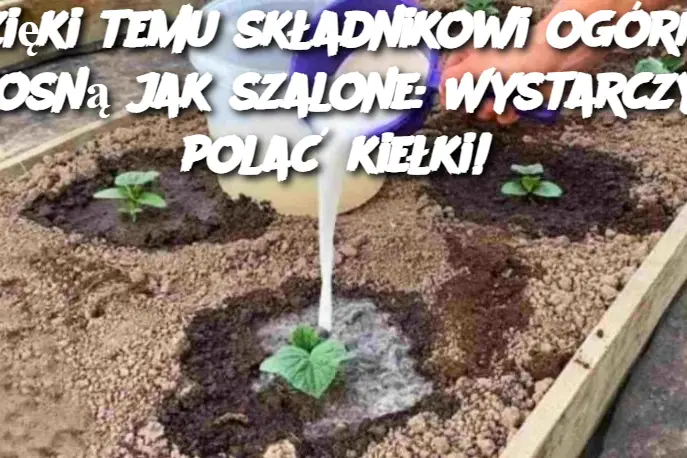 Dzięki temu składnikowi ogórki rosną jak szalone: Wystarczy polać kiełki!