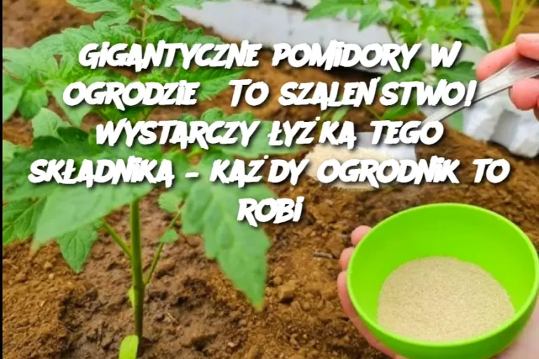 Gigantyczne pomidory w ogrodzie? To szaleństwo! Wystarczy łyżka tego składnika – każdy ogrodnik to robi