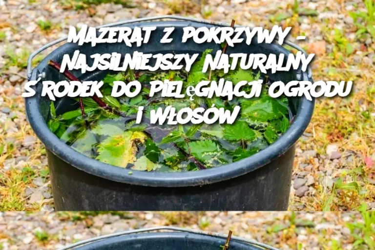 Mazerat z pokrzywy – Najsilniejszy Naturalny Środek do Pielęgnacji Ogrodu i Włosów