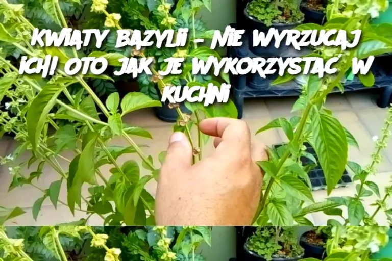 Kwiaty bazylii – Nie wyrzucaj ich! Oto jak je wykorzystać w kuchni