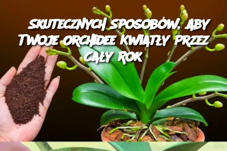 6 Skutecznych Sposobów, Aby Twoje Orchidee Kwiatły Przez Cały Rok