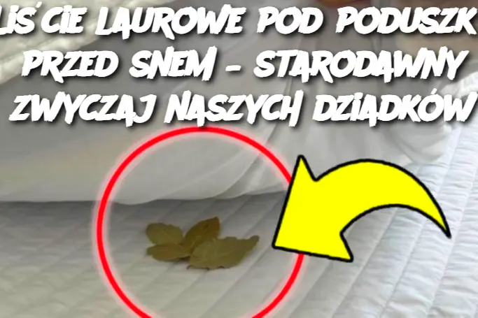 Liście laurowe pod poduszką przed snem – starodawny zwyczaj naszych dziadków