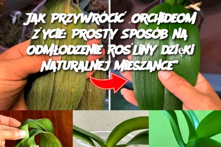 Jak Przywrócić Orchideom Życie: Prosty Sposób na Odmłodzenie Rośliny dzięki Naturalnej Mieszance”