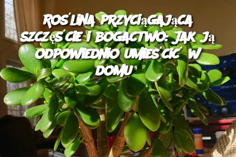 Roślina przyciągająca szczęście i bogactwo: Jak ją odpowiednio umieścić w domu?