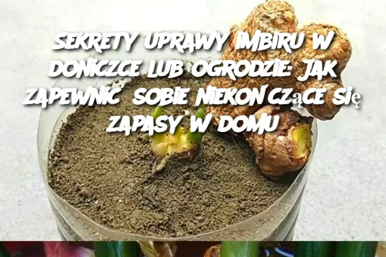 Sekrety uprawy imbiru w doniczce lub ogrodzie: Jak zapewnić sobie niekończące się zapasy w domu