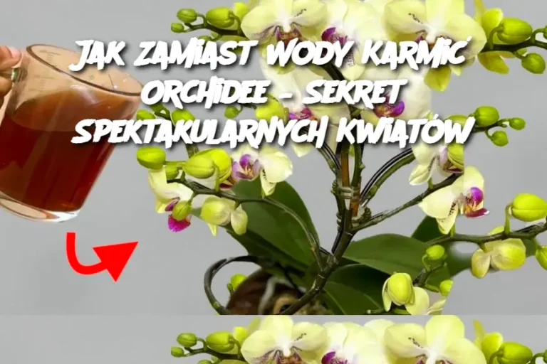 Jak Zamiast Wody Karmić Orchidee – Sekret Spektakularnych Kwiatów