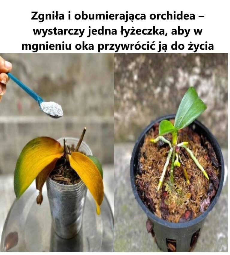 Zgniła i obumierająca orchidea – wystarczy jedna łyżeczka, aby w mgnieniu oka przywrócić ją do życia!