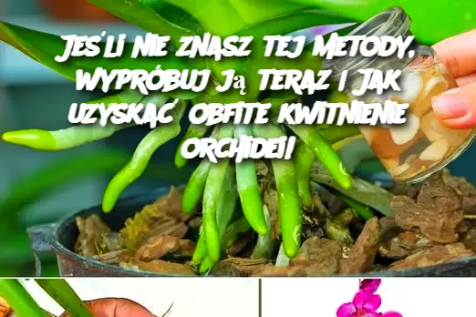 Jeśli nie znasz tej metody, wypróbuj ją teraz | Jak uzyskać obfite kwitnienie orchidei!