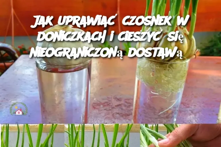 Jak uprawiać czosnek w doniczkach i cieszyć się nieograniczoną dostawą?