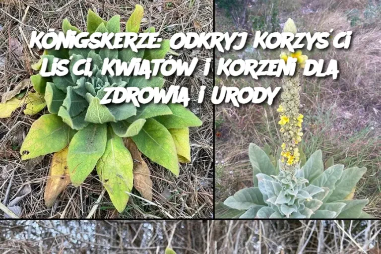 Königskerze: Odkryj Korzyści Liści, Kwiatów i Korzeni dla Zdrowia i Urody