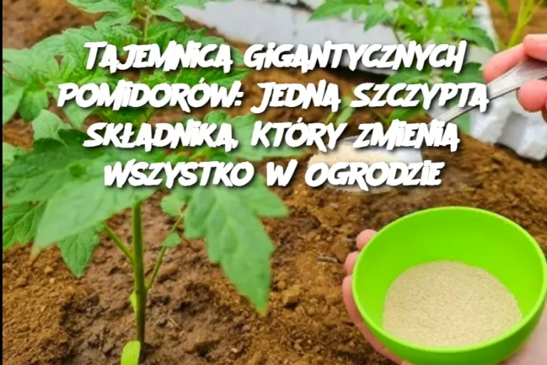 Tajemnica Gigantycznych Pomidorów: Jedna Szczypta Składnika, Który Zmienia Wszystko w Ogrodzie