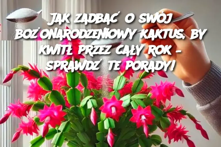 Jak zadbać o swój bożonarodzeniowy kaktus, by kwitł przez cały rok – sprawdź te porady!