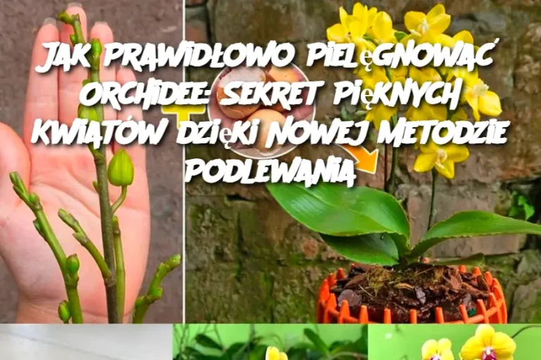 Jak Prawidłowo Pielęgnować Orchidee: Sekret Pięknych Kwiatów dzięki Nowej Metodzie Podlewania