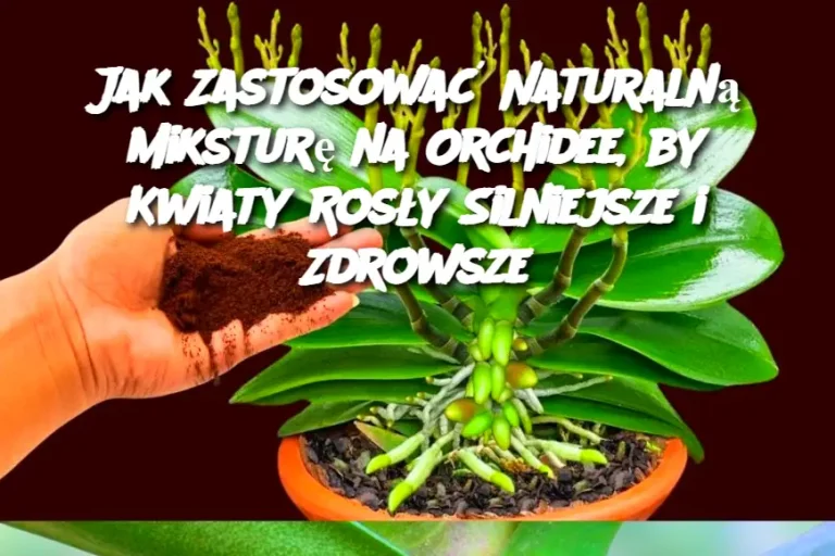 Jak Zastosować Naturalną Miksturę na Orchidee, by Kwiaty Rosły Silniejsze i Zdrowsze