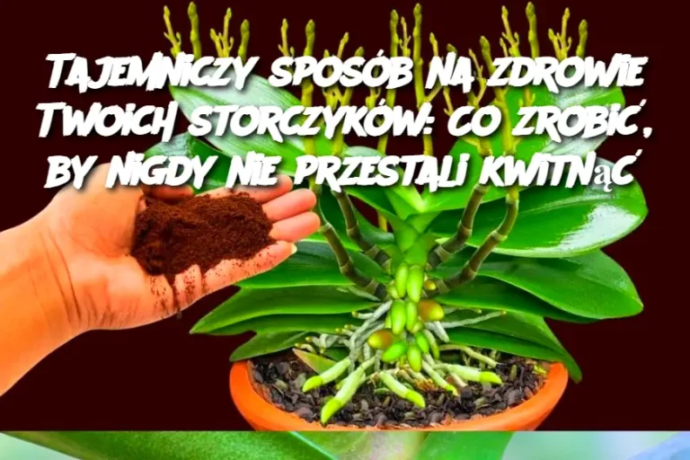 Tajemniczy sposób na zdrowie Twoich storczyków: Co zrobić, by nigdy nie przestali kwitnąć