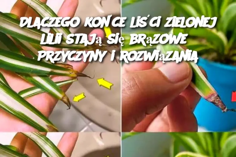 Dlaczego końce liści zielonej lilii stają się brązowe? Przyczyny i rozwiązania