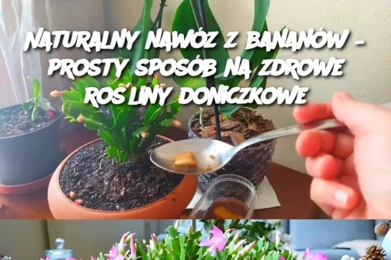 Naturalny nawóz z bananów – prosty sposób na zdrowe rośliny doniczkowe