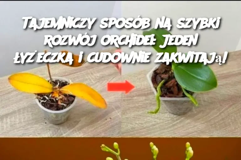 Tajemniczy sposób na szybki rozwój orchidei: Jeden łyżeczka i cudownie zakwitają!