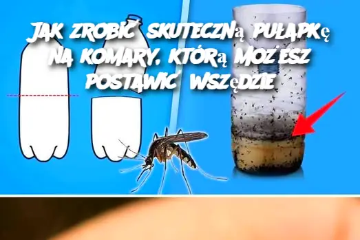 Jak zrobić skuteczną pułapkę na komary, którą możesz postawić wszędzie