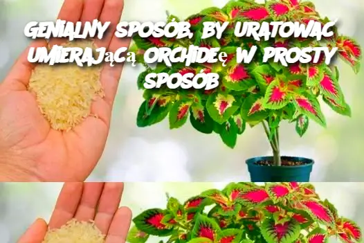 Genialny sposób, by uratować umierającą orchideę w prosty sposób