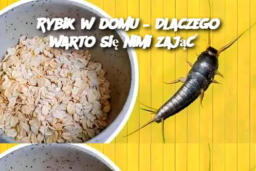 Rybik w domu – Dlaczego warto się nimi zająć?