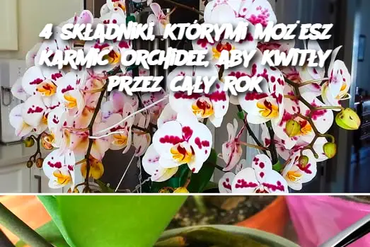 4 składniki, którymi możesz karmić orchidee, aby kwitły przez cały rok