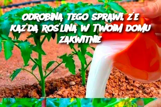 Odrobina tego sprawi, że każda roślina w Twoim domu zakwitnie