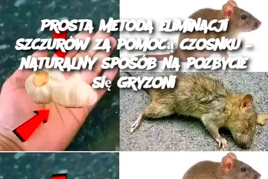 Prosta metoda eliminacji szczurów za pomocą czosnku – naturalny sposób na pozbycie się gryzoni