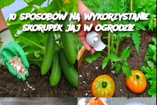 10 sposobów na wykorzystanie skorupek jaj w ogrodzie