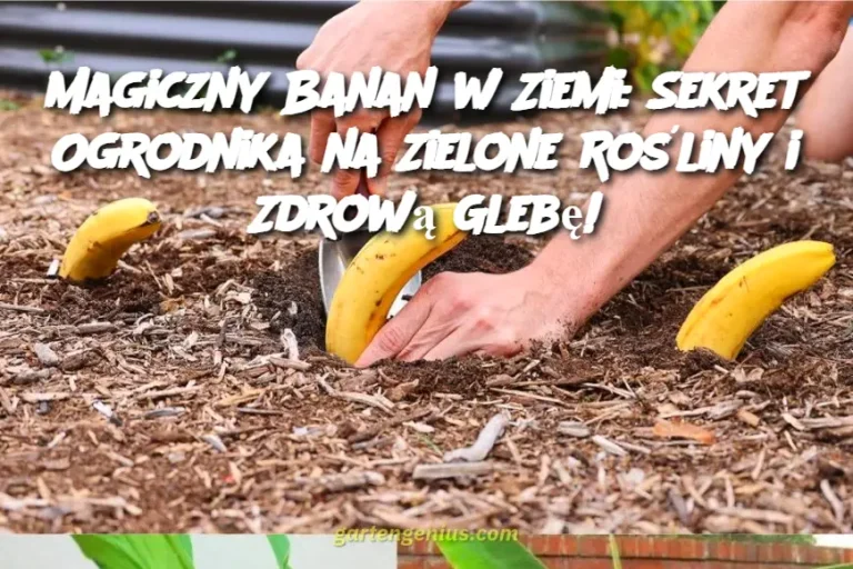 Magiczny Banan w Ziemi: Sekret Ogrodnika na Zielone Rośliny i Zdrową Glebę!