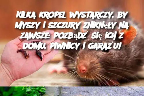 Kilka kropel wystarczy, by myszy i szczury zniknęły na zawsze: Pozbądź się ich z domu, piwnicy i garażu!