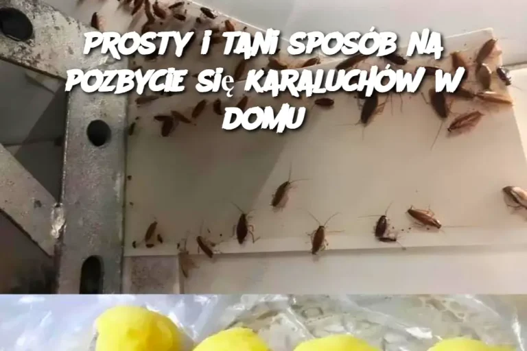 Prosty i tani sposób na pozbycie się karaluchów w domu