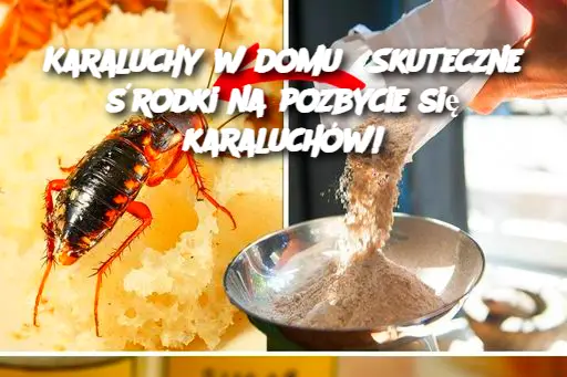 Karaluchy w domu? Skuteczne środki na pozbycie się karaluchów!