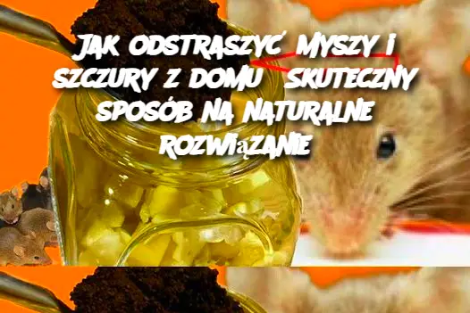 Jak odstraszyć myszy i szczury z domu? Skuteczny sposób na naturalne rozwiązanie