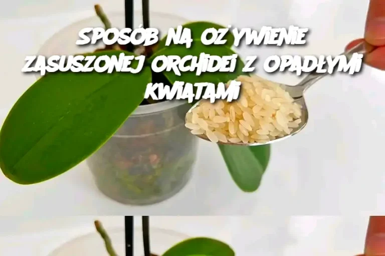 Sposób na ożywienie zasuszonej orchidei z opadłymi kwiatami